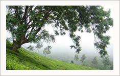Hotel C7 Munnar, Kerala, India
