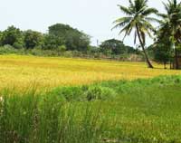Paddy Fields