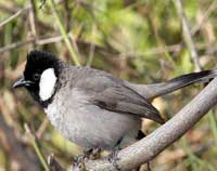 Thattekkade bird sanctuary