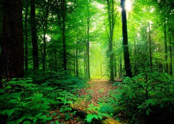 MANGALAVANAM-" THE GREEN LUNG OF COCHI CITY"