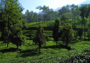 About Kuttikanam