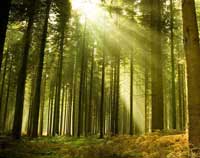 Pine Forest