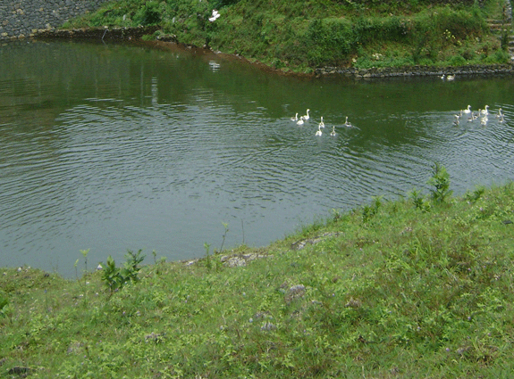 Dream Land Hill Resort photo 5