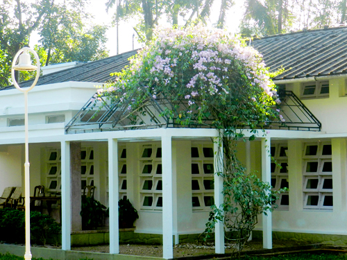 Evergreen Estate Bungalow photo 5