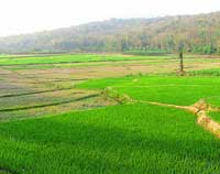Panavally
