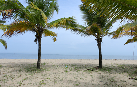 marari arabian sea view homestay photo 12