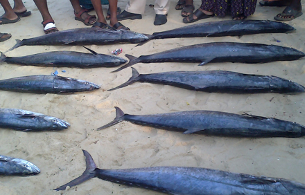 marari arabian sea view homestay photo 16