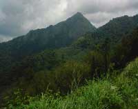 Why Nelliyampathy