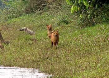 PERIYAR NATIONAL PARK