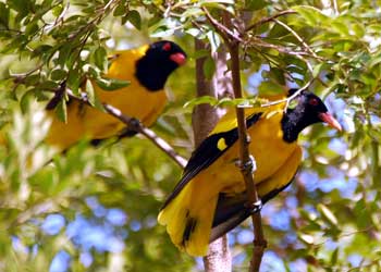 Kumarakom Bird Sanctuary
