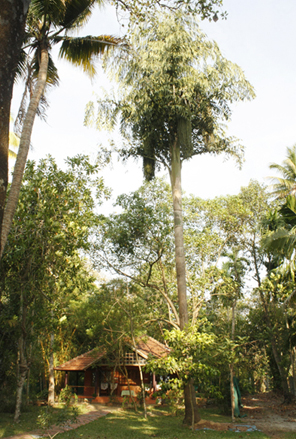 Vembanadu Lake Villas photo 13